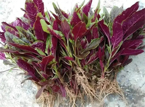 细节描述