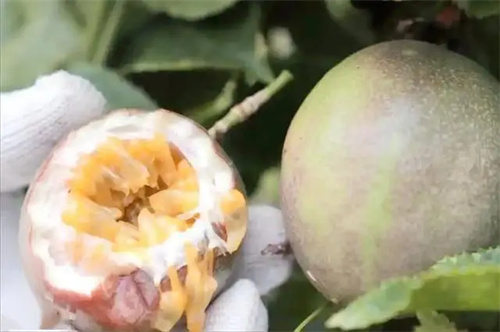 细节介绍