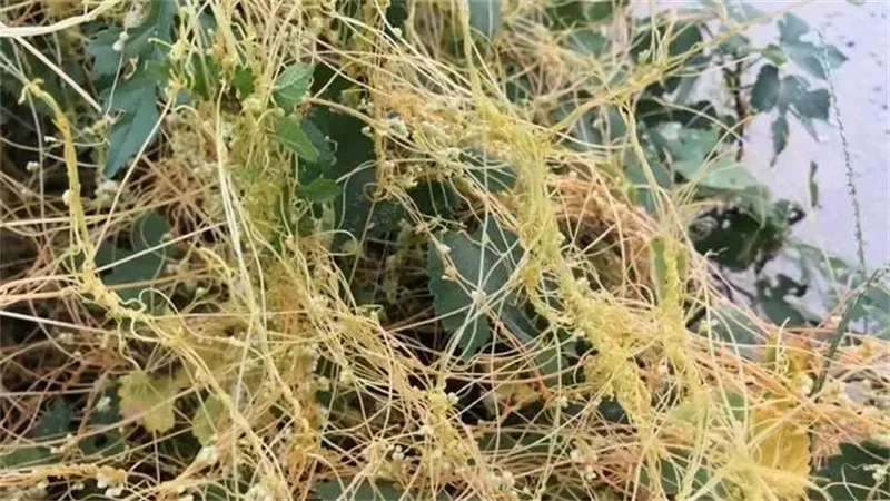 细节说明